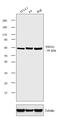 Sialyl Lewis X antibody, 41-1200, Invitrogen Antibodies, Western Blot image 