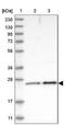 Methionine Sulfoxide Reductase A antibody, NBP1-87456, Novus Biologicals, Western Blot image 