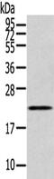 RAB17, Member RAS Oncogene Family antibody, CSB-PA239298, Cusabio, Western Blot image 