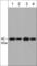 Mitogen-Activated Protein Kinase 1 antibody, EM5161, ECM Biosciences, Western Blot image 
