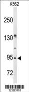 BMP/Retinoic Acid Inducible Neural Specific 3 antibody, 63-971, ProSci, Western Blot image 