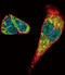 Midkine antibody, abx026591, Abbexa, Immunofluorescence image 