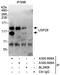 Ubiquitin carboxyl-terminal hydrolase 28 antibody, A300-899A, Bethyl Labs, Immunoprecipitation image 