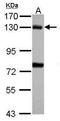 BUB1 Mitotic Checkpoint Serine/Threonine Kinase antibody, GTX107497, GeneTex, Western Blot image 