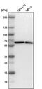 Zinc Finger Protein 207 antibody, PA5-53535, Invitrogen Antibodies, Western Blot image 