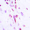 Histone H2B antibody, LS-C358766, Lifespan Biosciences, Immunohistochemistry paraffin image 