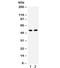 Islet cell autoantigen 1 antibody, R32190, NSJ Bioreagents, Western Blot image 