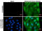 Influenza virus antibody, GTX629882, GeneTex, Immunocytochemistry image 
