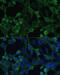 Eukaryotic translation initiation factor 1A, X-chromosomal antibody, 19-941, ProSci, Immunofluorescence image 