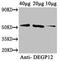 Putative protease Do-like 12, mitochondrial antibody, orb351513, Biorbyt, Western Blot image 