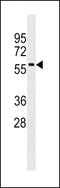 IL-12 antibody, 60-495, ProSci, Western Blot image 