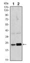 RAB10, Member RAS Oncogene Family antibody, AM06488SU-N, Origene, Western Blot image 