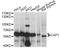 TNF Receptor Associated Factor 3 antibody, A14577, ABclonal Technology, Western Blot image 