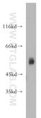 CMP-N-acetylneuraminate-beta-galactosamide-alpha-2,3-sialyltransferase 4 antibody, 13546-1-AP, Proteintech Group, Western Blot image 