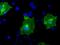 Butyrophilin Subfamily 3 Member A2 antibody, MA5-25004, Invitrogen Antibodies, Immunocytochemistry image 
