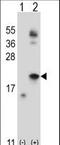 Interleukin 21 antibody, LS-C165196, Lifespan Biosciences, Western Blot image 