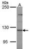 Pleckstrin Homology And RhoGEF Domain Containing G4 antibody, TA308094, Origene, Western Blot image 