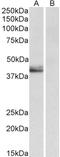 LEI antibody, LS-B11272, Lifespan Biosciences, Western Blot image 