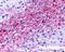Neuropeptides B And W Receptor 1 antibody, NLS171, Novus Biologicals, Immunohistochemistry frozen image 