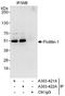 Flotillin 1 antibody, A303-421A, Bethyl Labs, Immunoprecipitation image 