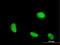 Cysteine and glycine-rich protein 1 antibody, LS-C196987, Lifespan Biosciences, Immunofluorescence image 