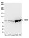 Aconitase antibody, A305-308A, Bethyl Labs, Western Blot image 
