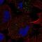 Fibroblast Growth Factor Receptor Like 1 antibody, PA5-67015, Invitrogen Antibodies, Immunofluorescence image 