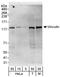 Vinculin antibody, A302-534A, Bethyl Labs, Western Blot image 
