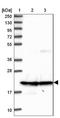 Calcyphosine antibody, NBP1-91746, Novus Biologicals, Western Blot image 