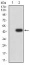 Aurora A antibody, NBP2-61694, Novus Biologicals, Western Blot image 