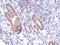 Dual Oxidase 1 antibody, GTX119160, GeneTex, Immunohistochemistry paraffin image 