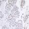 AT-Rich Interaction Domain 1B antibody, A301-046A, Bethyl Labs, Immunohistochemistry frozen image 