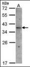Olfactory receptor 51E1 antibody, orb89379, Biorbyt, Western Blot image 