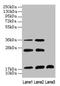SFT2 Domain Containing 2 antibody, LS-C396511, Lifespan Biosciences, Western Blot image 