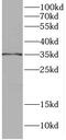 C1q And TNF Related 1 antibody, FNab02064, FineTest, Western Blot image 