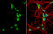 Galanin Receptor 2 antibody, GTX100320, GeneTex, Immunocytochemistry image 