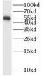 Serum Amyloid A Like 1 antibody, FNab07575, FineTest, Western Blot image 
