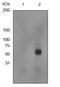 SMAD Family Member 5 antibody, ab92698, Abcam, Western Blot image 