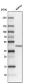 Solute Carrier Family 34 Member 1 antibody, HPA051255, Atlas Antibodies, Western Blot image 
