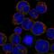C-Type Lectin Domain Containing 5A antibody, HPA054137, Atlas Antibodies, Immunofluorescence image 