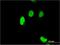 SERTA Domain Containing 1 antibody, H00029950-M07, Novus Biologicals, Immunofluorescence image 