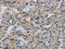 Synapsin II antibody, CSB-PA557600, Cusabio, Immunohistochemistry paraffin image 
