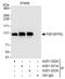 SFPQ antibody, A301-322A, Bethyl Labs, Immunoprecipitation image 