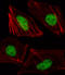 T-Box 15 antibody, LS-C157151, Lifespan Biosciences, Immunofluorescence image 