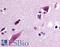 Complement Component 5a Receptor 2 antibody, LS-A429, Lifespan Biosciences, Immunohistochemistry frozen image 