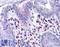 Homeobox protein VENTX antibody, LS-B5313, Lifespan Biosciences, Immunohistochemistry frozen image 