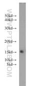 HB-GAM antibody, 10821-1-AP, Proteintech Group, Western Blot image 