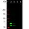 Lamin A/C antibody, NBP2-25151, Novus Biologicals, Western Blot image 