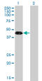 Zinc Finger Protein 3 antibody, LS-C133976, Lifespan Biosciences, Western Blot image 