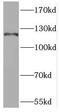 Run domain Beclin-1 interacting and cystein-rich containing protein antibody, FNab07527, FineTest, Western Blot image 